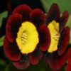 Auricula Rene - Abriachan Nurseries